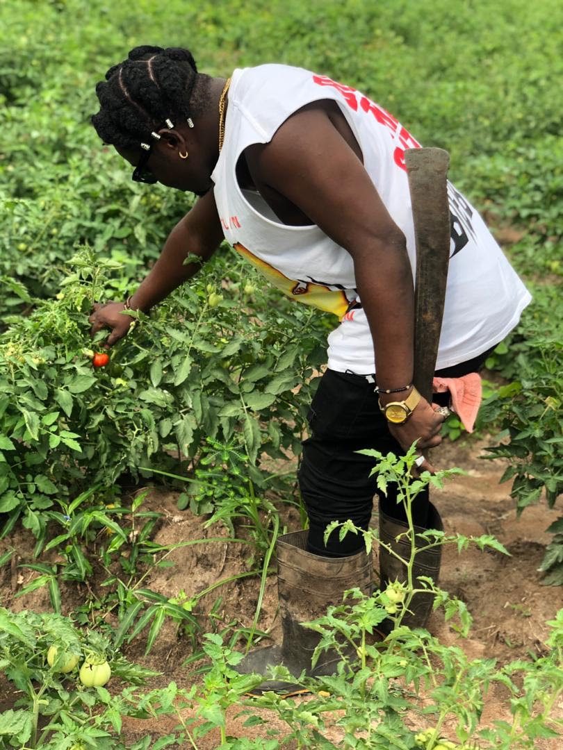 Agbeshie starts Tomato farming; hopes to expand soon